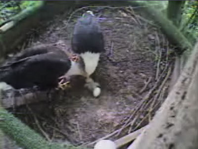 Pigeon Forge eaglet