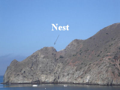 Two Harbors nest