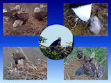 pictures of eaglets from 2017