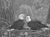 pictures of eagles from 2018