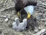 pictures of eaglets from 2019