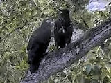pictures of eaglets from 2020