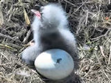 pictures of eaglets from 2021