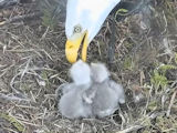 picture of White Rock eaglets from 2023
