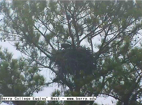 Berry College nest