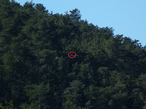 Carl Peak bald eagle nest