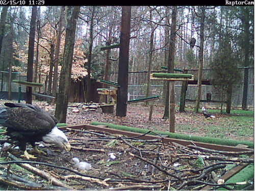 Carolina Raptor Center eagles 2010