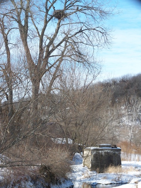 Decorah eagle nest