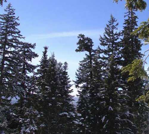 Picture of Deschutes nest from January 2010 camera installation