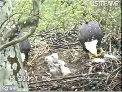 Duke Farms eaglets, April 2009