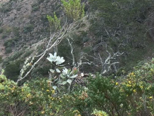 eagle incubating on Fraser Point nest