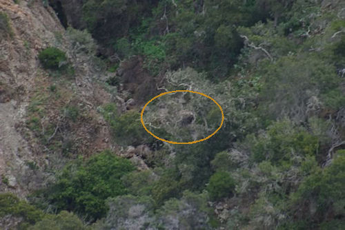 Fry's Harbor bald eagle nest