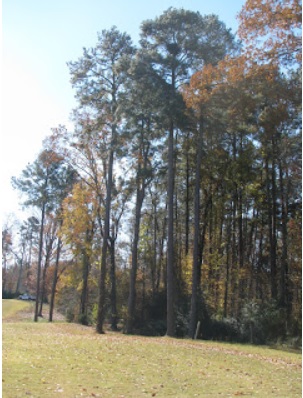 Harrison Bay nest