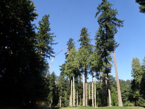 Harrison Mills nest