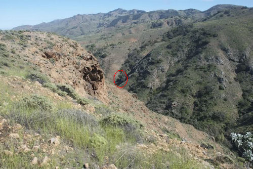 Hazards bald eagle nest from a distance