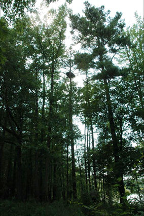 Carolina Raptor Center eagles 2010