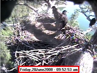 Libby Dam nest