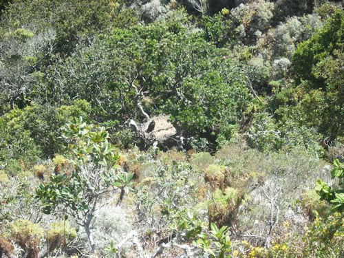 Eaglet in Oak Canyon nest - June 7, 2011, courtesy of Peter Sharpe of the Institute for Wildlife Studies