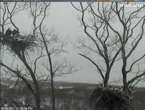 Lake of the Ozarks bald eagles