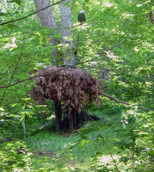 The nest of non-releasable bald Eagles Independence and Franklin at Pigeon Forge, TN, courtesy of the American Eagle Foundation