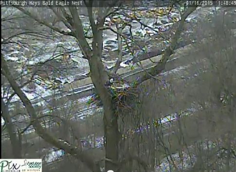 pittsburgh hays bald eagle nest