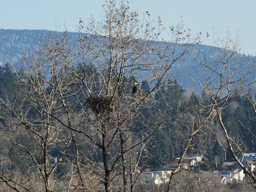 new nest at Port Moody, BC