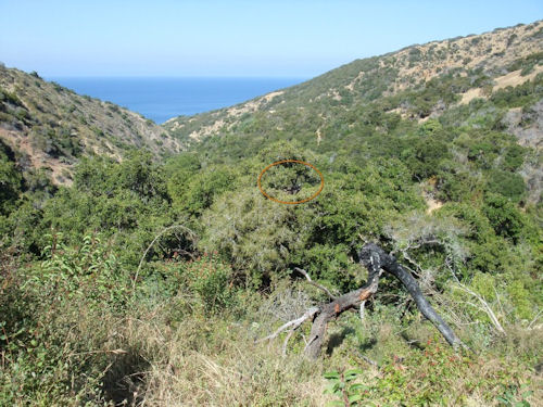 Rattlesnake Canyon bald eagle nest