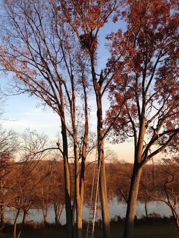 photo of River Farm bald eagle nest in Virginia, courtesy of Eagle Cam