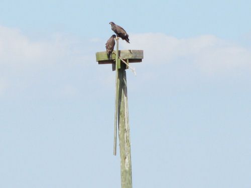 sasanoa eagle nest