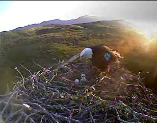 bald eagles at Sauces nest