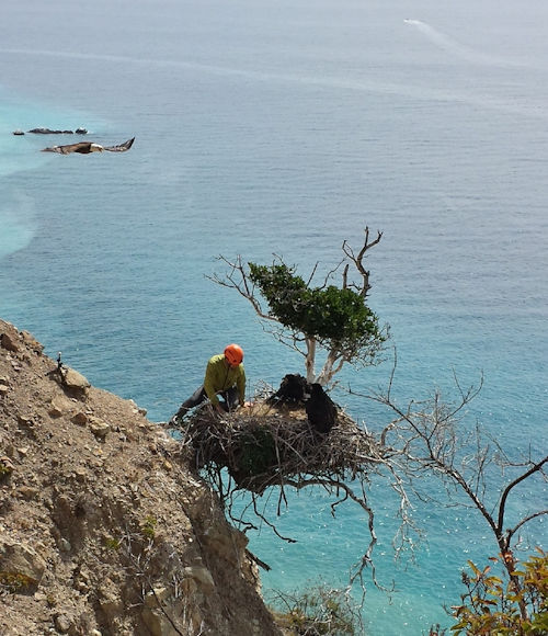 another view of Seal Rocks nest