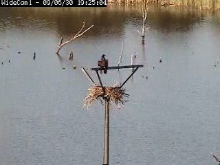 Sooner Lake 2009 nest