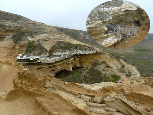 Trap Canyon nest, banding day 2012