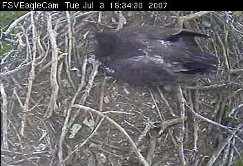 Fort St Vrain eaglets