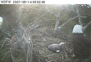 Puget Sound eaglet