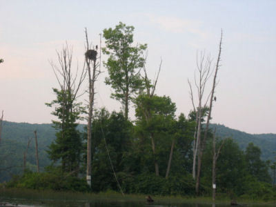 Barton's Cove eaglets