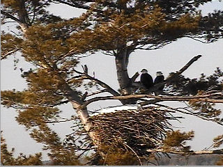 Maine nest