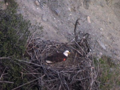 Seal Rocks nest