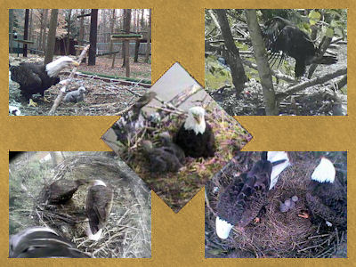 eaglets from several nests