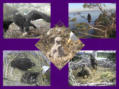 eaglets from several nests