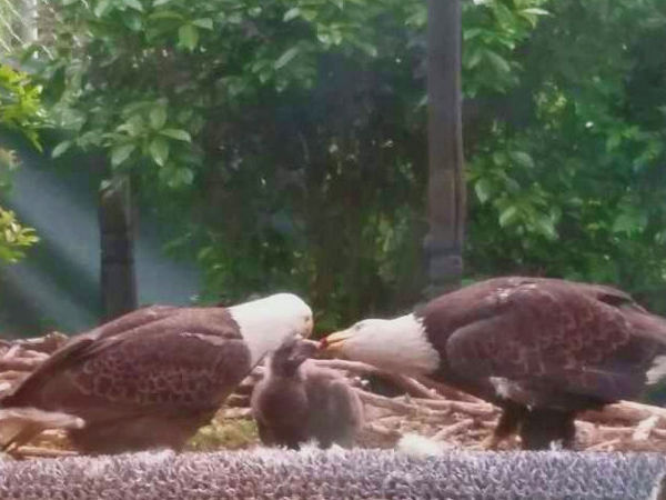 foster chick Freedom at the Carolina Raptor Center