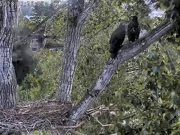 Surrey Reserve eaglets Thor and Loki