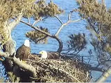 Maine eagles