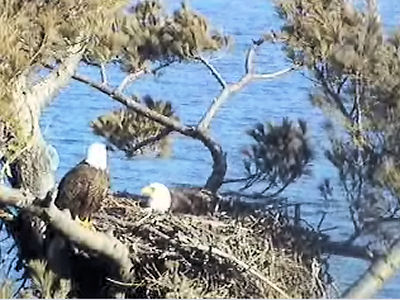 Maine eagles